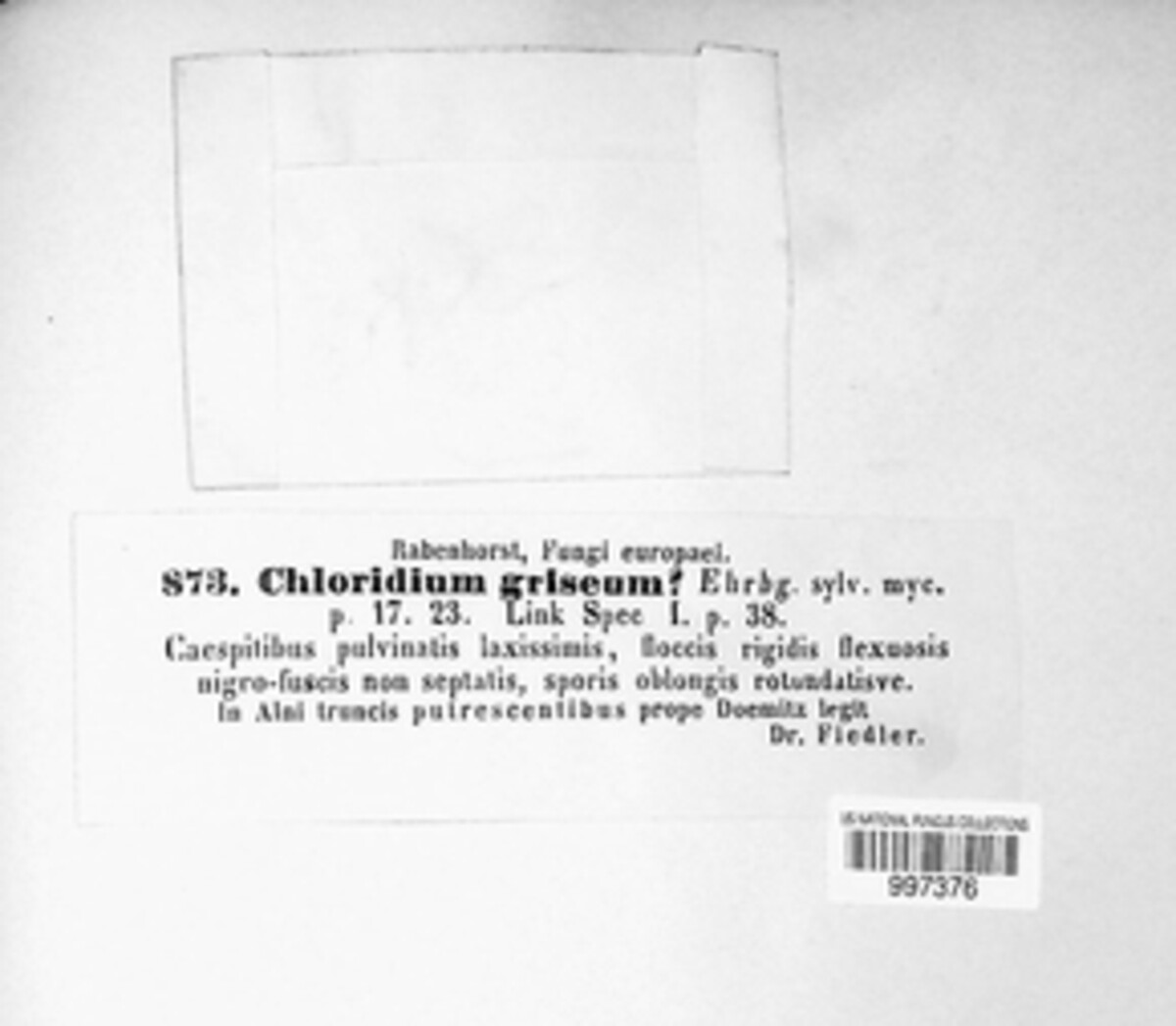 Chaetopsis grisea image